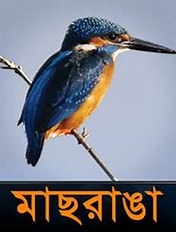 Maasranga Television